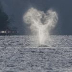 Photo by Bob VonDrachek
One photographer spotted a gray whale the morning of March 8 from the public parking lot at Hidden Beach in Greenbank.