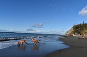 Whidbey Environmental Action Network is challenging the Washington State Parks and Recreation Commissions decision to allow the issuance of permits for the U.S. Navy to conduct clandestine training in state parks, including Fort Ebey seen above. Photo by Emily Gilbert/Whidbey News-Times