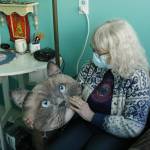 Photo by Kira Erickson/South Whidbey Record
The new resource center has a meet-and-greet room for people looking to foster or adopt an animal with Oasis for Animals. Jean Favini, founder of the no-kill rescue organization, admires a cat face pillow that was donated to her.