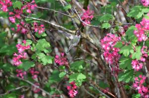 An Annas Hummingbird feeds from a red-flowering currant on Whidbey Island. Photo by Martha Ellis
