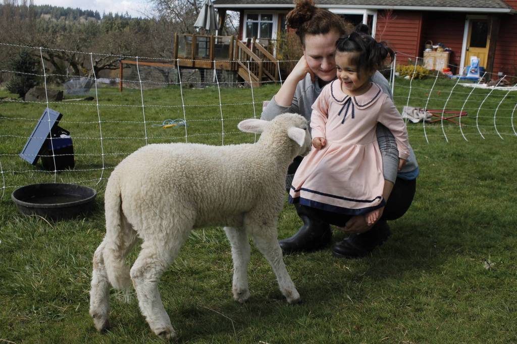 Santosa and her 2-year-old daughter, Gwen, pet one of the farms lambs. Photo by Kira Erickson/South Whidbey Record