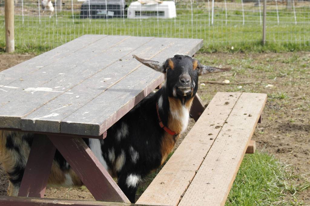 Nutmeg the goat pops out from under a picnic table at Ballydídean Farm Sanctuary in Clinton. Photo by Kira Erickson/South Whidbey Record
