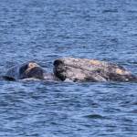 Gray whales, here shown in Saratoga Passage in 2019, wait until high tide then move closer to shore to suction feed for burrowing shrimp in tidelands. Photo by Jill Hein