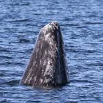 A gray whale rises from the water in Saratoga Passage. Photo by Jill Hein