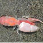 Ghost shrimp (Neotrypaea californiensis) are burrowing shrimp found in abundance in the mudlflats along Whidbey and Camano islands. Photo by Washington Department of Fish and Wildlife