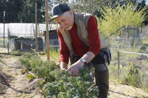 Master Gardener Don Krafft gathers some broccoli in his garden plot at South Whidbey Tilth. He grows several things that are available for purchase at the Island County Master Gardener online plant sale. (Photo by Kira Erickson/South Whidbey Record)