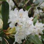 A native pollinator visits a bloom.
