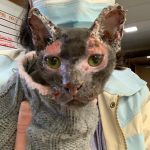 Sarah Lord treats Ember the cat at Best Friends Veterinary Center March 30, 2021. (Photo courtesy of Best Friends)
