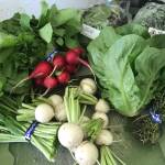 Photo courtesy Whidbey Island Grown Cooperative
People are encouraged to enjoy Whidbeys bounty by visiting farm stands, farmers markets and local restaurants during Whidbey Island Grown Weekend from May 28-31.