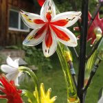 A finished glass-blown lily in the garden of Island Art Glass. (Photo by Kira Erickson/South Whidbey Record)
