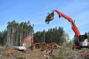 Photo by Emily Gilbert/Whidbey News-Times
Roughly half of the trees on Cherry Valley Logging's 40-acre property on North Whidbey will go to a Skagit County fish habitat project, owner Justin Vanhulle. The other half will be sent to a mill.