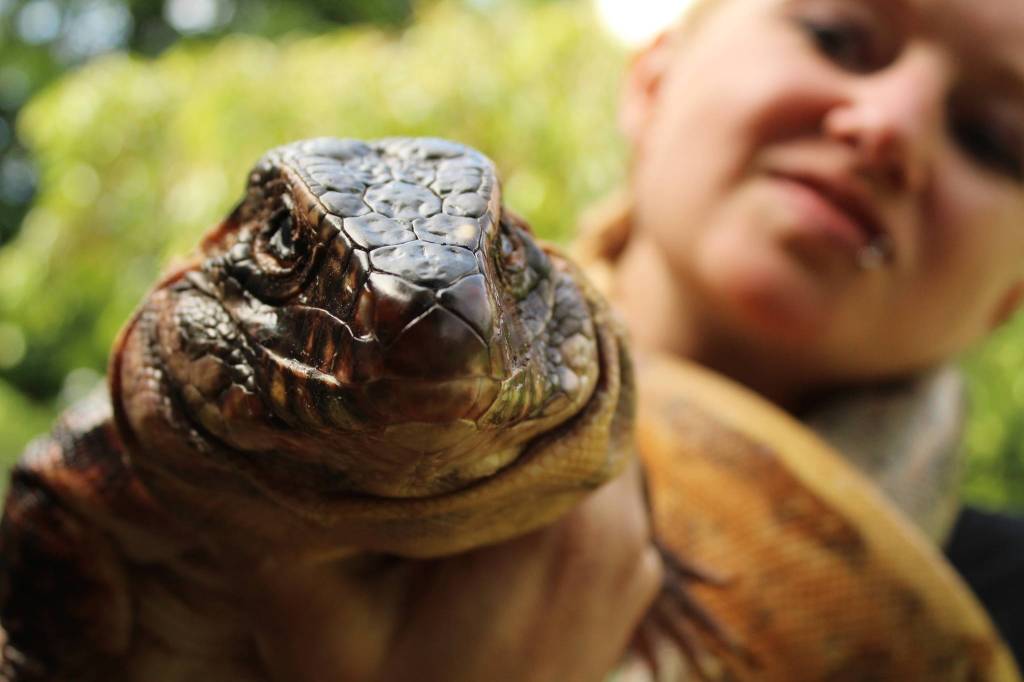 Amanda Ferrara, wrapped in boa constrictors Spot and Peaches, shows off her Argentine Tegu, Niki. (Photo by Karina Andrew/Whidbey News-Times)