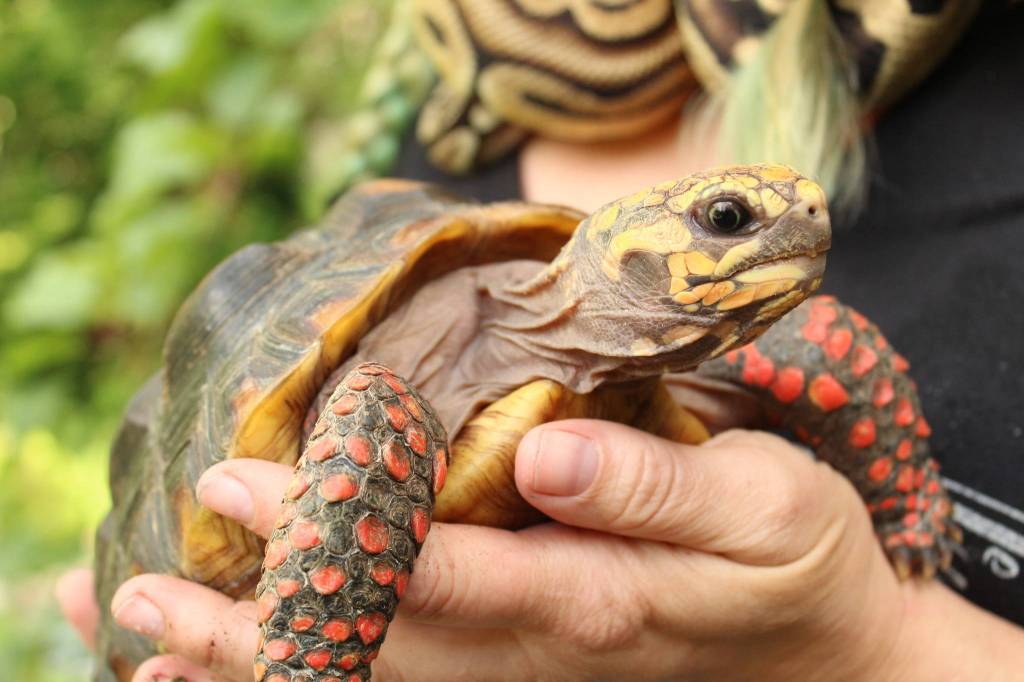 Bus the red-footed tortoise basks in the sun outside Ferraras home. (Photo by Karina Andrew/Whidbey News-Times)