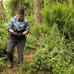 Jackie Alvarez, a Whidbey Camano Land Trust volunteer, helps clear a new trail at Strawberry Point Preserve Trail June 10. (Photo by Karina Andrew/Whidbey News-Times)