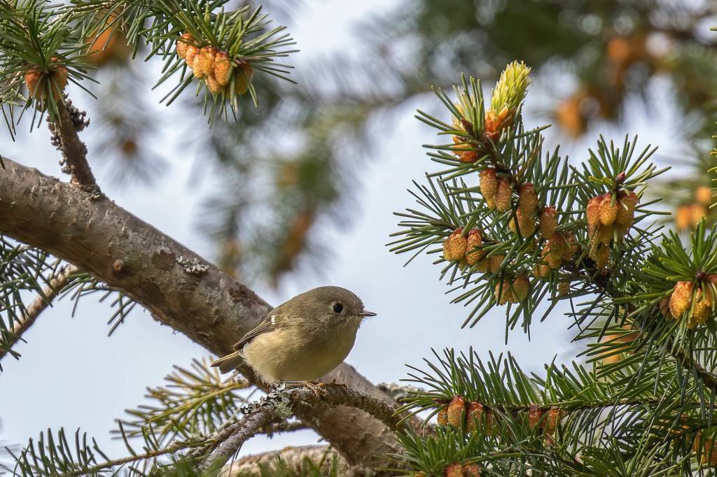 Ruby Crowned Kinglet (Photo provided by Audubon Society)