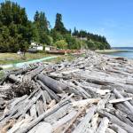 Photo by Emily Gilbert/South Whidbey Record The amount of driftwood at Clinton Beach has significantly increased after winter storms the previous two years.