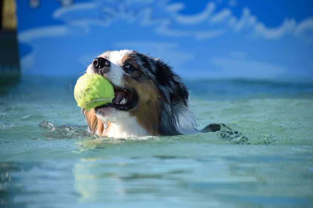 Photo by Emily Gilbert/Whidbey News-Times
Tracy Dietzs Australian shepherd, Sirius, retrieves a tennis ball at her home north of Oak Harbor. She offers pool use, dog training and a play area at FluffyButt Dog Training operated out of her house.
