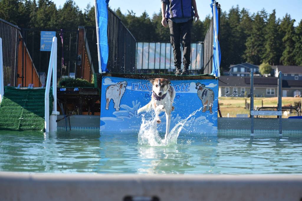Photo by Emily Gilbert/Whidbey News-Times 
Tracy Dietzs Australian shepherd, Sirius, jumps in the pool after a tennis ball at FluffyButt Dog Training..