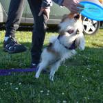 Photo by Emily Gilbert/Whidbey News-Times Cassi Anderson and her Papillon puppy, Zendora, play with a frisbee at FluffyButt Dog Training north of Oak Harbor.