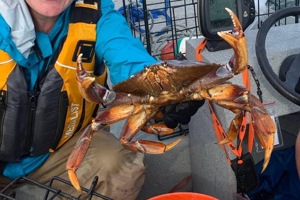 Photo courtesy Americas Boating Club of Deception Pass
Inquiring minds hoping to nab that crab will have two opportunities to learn the tips and tricks of the trade this month before the recreational season opens July 1.