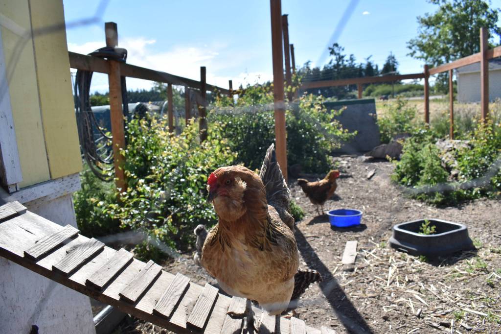 In addition to the egg-laying chickens and meat birds, Melissa Stewart also has a handful of chickens she keeps as pets. She grew up with a small flock on her familys hobby horse farm in South Dakota. Photo by Emily Gilbert/Whidbey News-Times