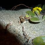 U.S. Fish and Wildlife Service photo
A sand verbena moth is photographed at Deception Pass State Park. The park is one of few places where the rare moth lives.