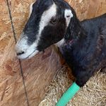 While recovering, Kenny wore a cast made out of PVC pipe, wrapping and gauze. (Photo provided)