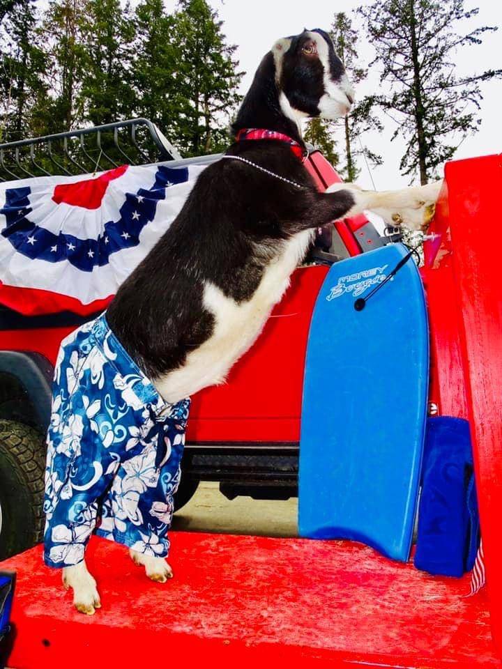 Dressed in board shorts, Kenny poses for a photo that was featured in a goat calendar. (Photo provided)