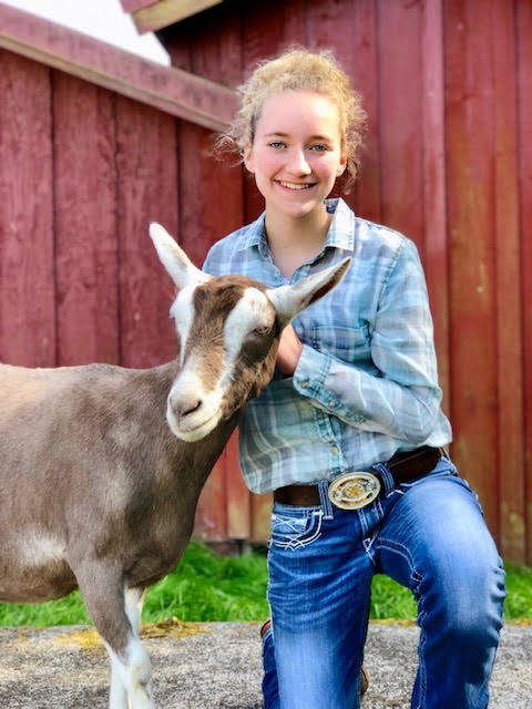 Abby Ruddell, 15, pictured here with a healthy Smudge. The 11-year-old goat that was nursed back to life will be participating in dairy and pet classes at the Whidbey Island Fair this year. (Photo provided)