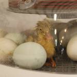 A freshly hatched duckling sits in an incubator in the poultry barn. (Photo by Kira Erickson/South Whidbey Record)