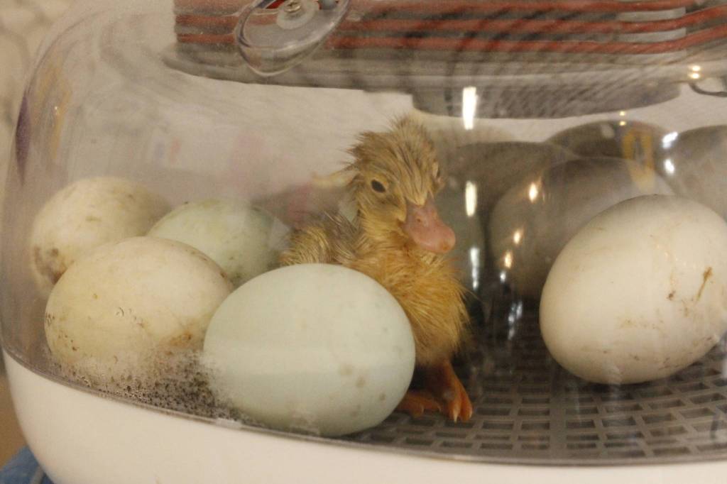 A freshly hatched duckling sits in an incubator in the poultry barn. (Photo by Kira Erickson/South Whidbey Record)
