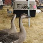 Geese in the petting zoo are admired by onlookers. (Photo by Kira Erickson/South Whidbey Record)