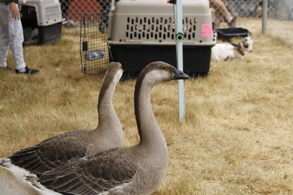 Geese in the petting zoo are admired by onlookers. (Photo by Kira Erickson/South Whidbey Record)