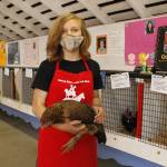 Maegan Donier, 10, holds Scramble, one of five of her 4-H chickens. (Photo by Kira Erickson/South Whidbey Record)