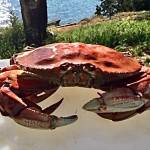 Photo by Jackie Gilbert
A cooked Dungeness crab can be so hard to come by these days that some people think their pots are being pinched. In reality, their pots are likely lost or the crab escaped unscathed.