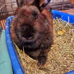 Photo by Hydee Garman
A recovering Cupid showed no signs of distress Thursday after surgery.