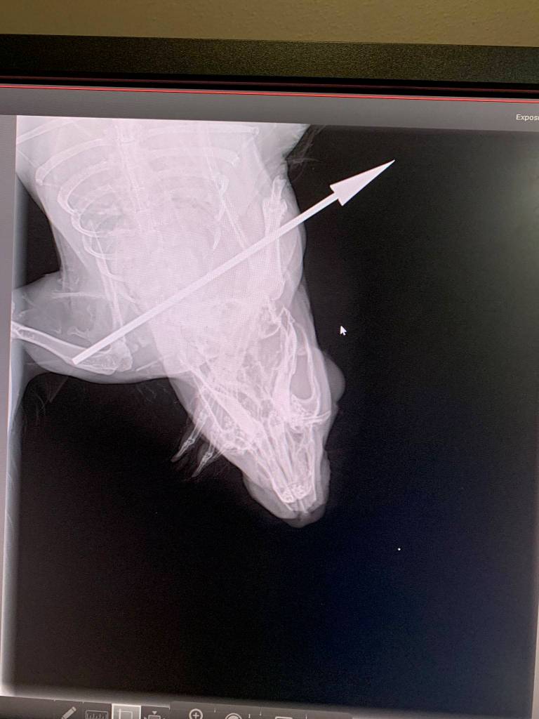 Photo by Useless Bay Animal Clinic
An X-ray scan showed the arrow had entered the skin above the shoulders, straight across the back, and nicked some muscle tissue.