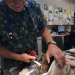 Photo by Useless Bay Animal Clinic