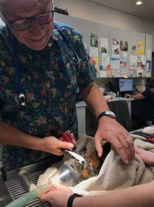 Photo by Useless Bay Animal Clinic