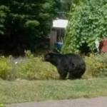 Screenshot provided
A photo circulated widely on social media shows a black bear in the backyard of a South Whidbey residence.