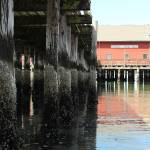 Many of the 284 piles supporting the Coupeville wharf are rotting away and need to be replaced or reinforced. (Photo by Karina Andrew/Whidbey News-Times)