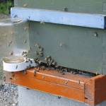 Honey bees buzz around a feeder jar of sugar water Monday afternoon. The new hive, located near the school farm behind the South Whidbey Elementary School, was installed as part of a Girl Scouts final project. During this upcoming school year, kids will get to observe the bees in action. (Photo by Kira Erickson/Whidbey News-Times)