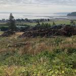 Photo by Emily Gilbert/Whidbey News-Times
Harborview Mobile Home Park residents have signed a petition asking the city of Oak Harbor to respond to their concerns about the fire danger posed by the large wood piles left by a real estate developer in the field above Safeway. Scott Thompson, the developer, said he does not know when he will remove them because he is waiting to receive a model home permit from the city.