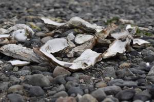 Photo by Emily Gilbert
Those looking to enjoy oysters on the half shell in Penn Cove, Saratoga Passage or Holmes Harbor should look elsewhere. The three areas are closed to recreational shellfish harvesting because of high levels of marine biotoxins.