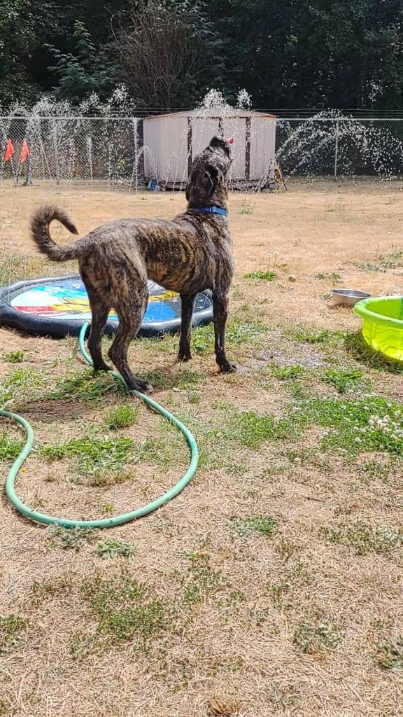 Photo provided by Shari Bibich
Chewbacca is affectionate, playful and full of energy. He is up for adoption at the Whidbey Animal Improvement Foundation after being abandoned in a field off Highway 20 near Coupeville.