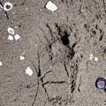 Photo provided
This photo of bear tracks on the beach was captured near Randall Point in Clinton last week.