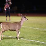 Photo by John Fisken
A doe and her fawn briefly joined the Coupeville High School football game Friday night, before running off the field.