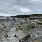 Recreation and Conservation Office photo
Shore armoring will be removed from Navy property on Polnell Point.