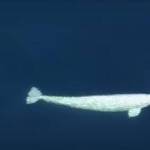 An extraordinarily rare sight, a beluga whale has been spotted swimming in Puget Sound this past week. (Photo screenshot provided by King 5)