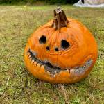 Photo provided
South Whidbey School Farms is looking for old Halloween pumpkins  such as this Jack-o-Lantern  to be used as part of classes for students about decomposing pumpkins and life cycles.